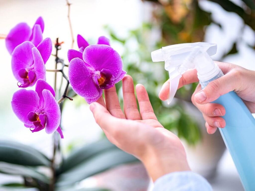Dicas de Como Regar Orquídeas