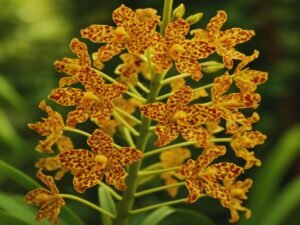 Grammatophyllum speciosum