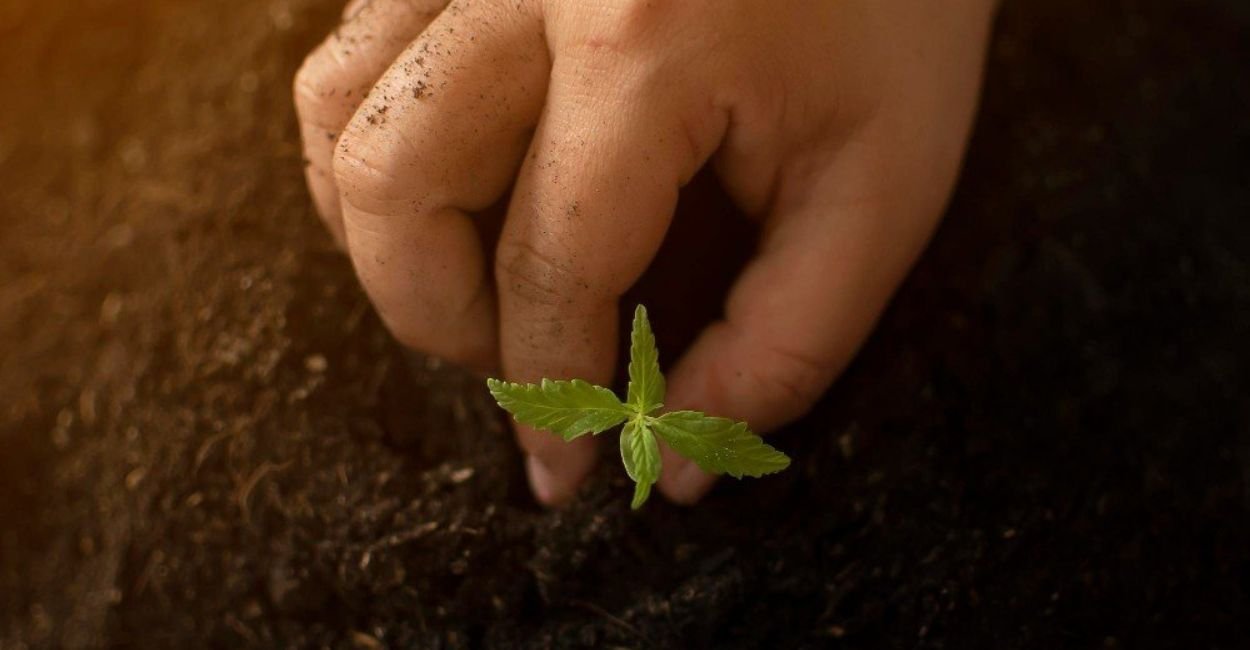 Início do cultivo terapêutico em vaso simples.