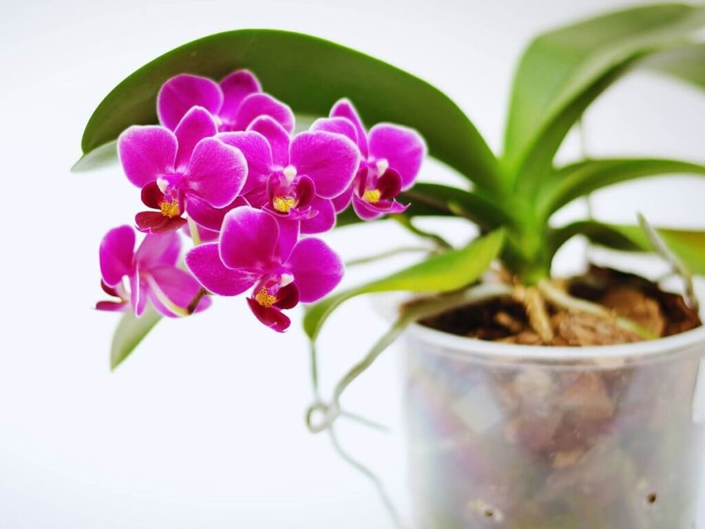 Orquídea Phalaenopsis florida em vaso transparente.