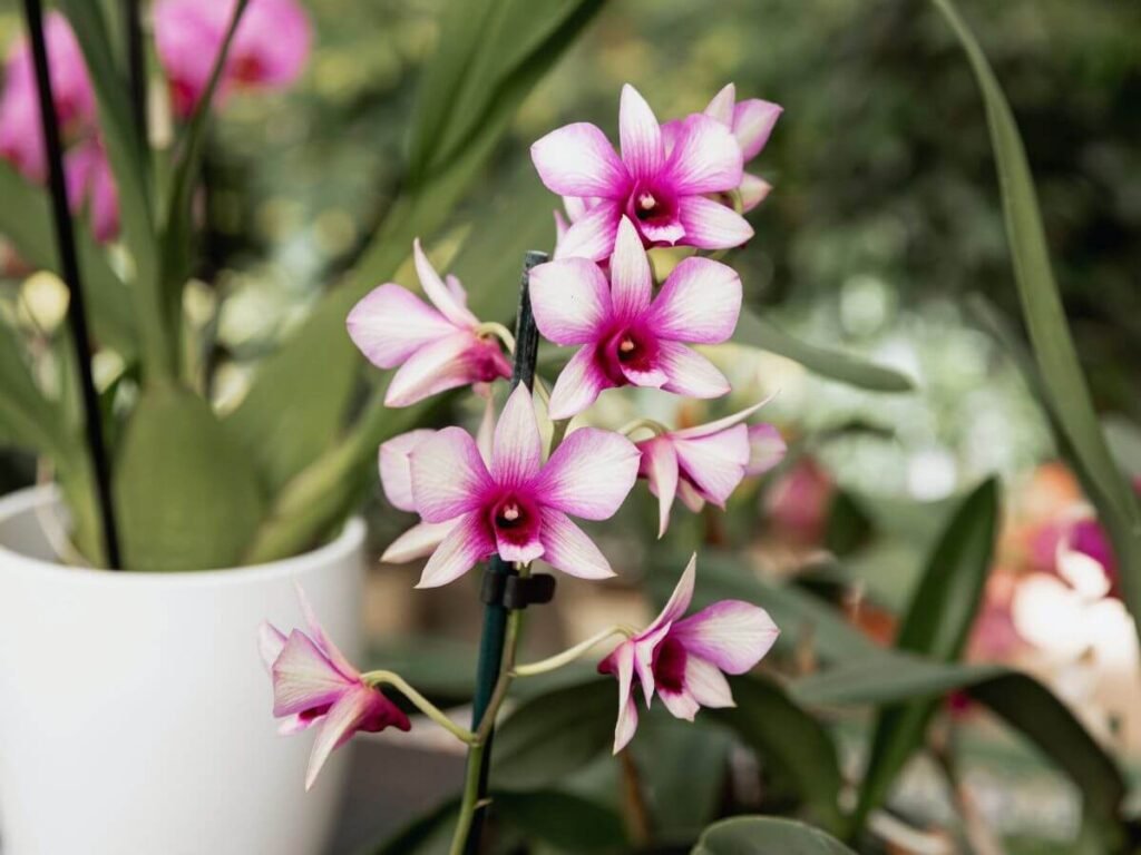 Haste cheia de flores lilás de Dendrobium.
