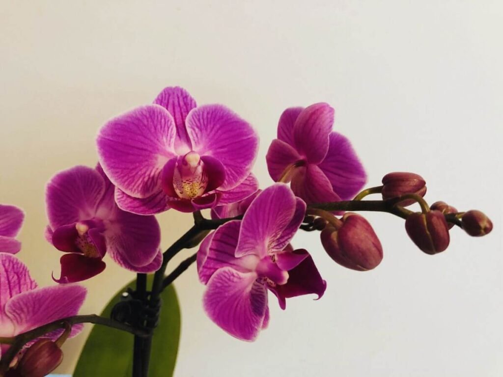 Floração da Phalaenopsis de cor roxa