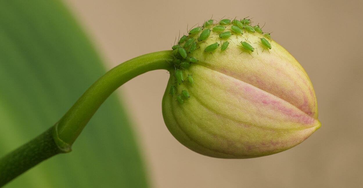 Pulgões verdes atacando botão floral de orquídea.