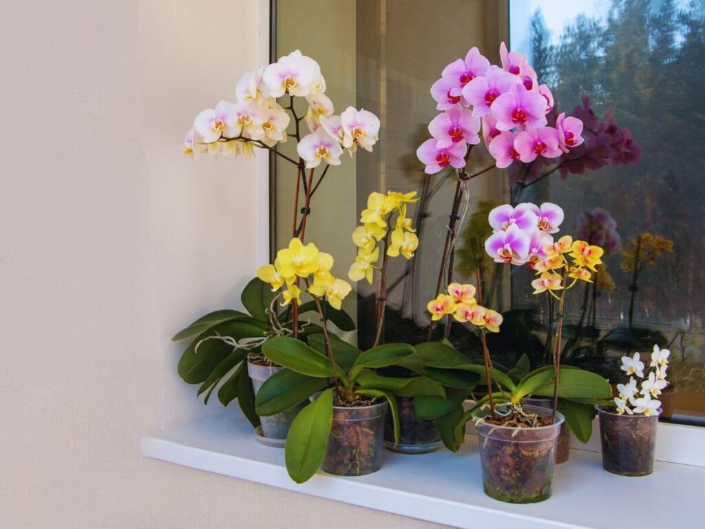 Orquídea Phalaenopsis em vaso transparente.