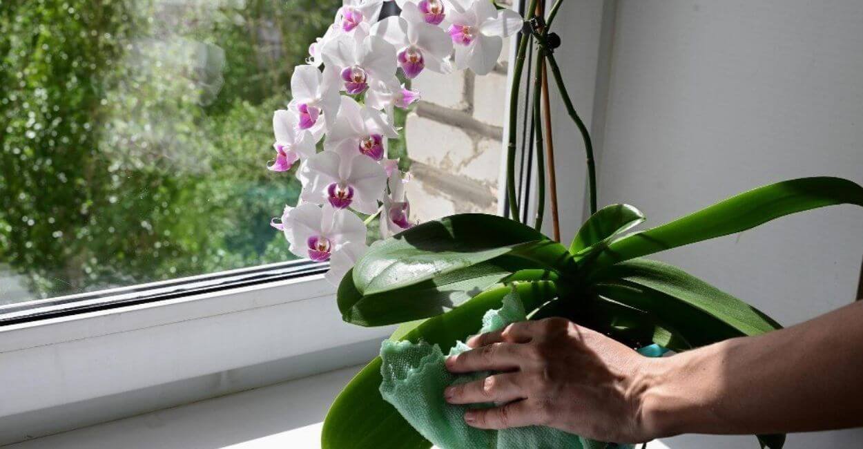 Orquídea próxima à janela recebendo iluminação ideal.