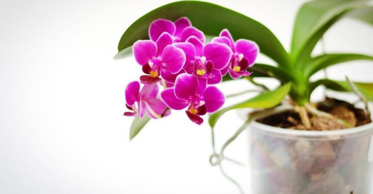 Mini Phalaenopsis lilás em flor dentro de vaso transparente.