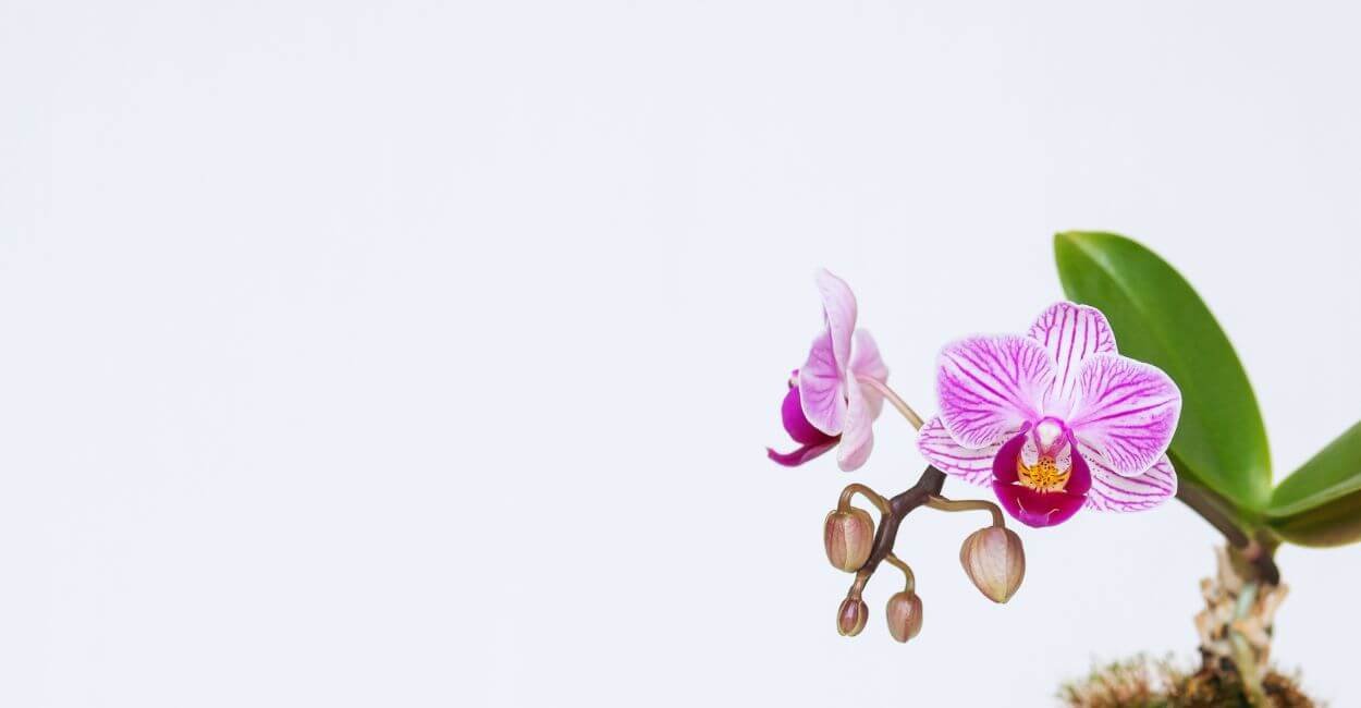 Mini orquídea com flores lilás destacando suas vantagens no cultivo.