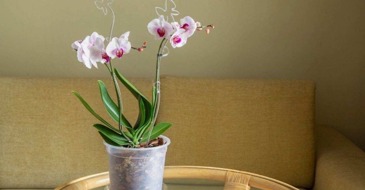 Mini orquídeas decorando apartamento moderno e acolhedor.
