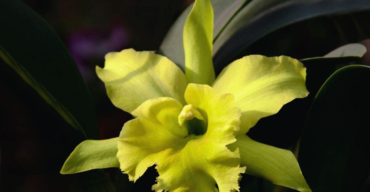 Como Fazer Sua Mini Cattleya Florescer