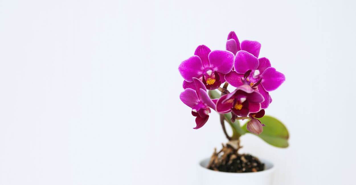 Mini orquídeas Phalaenopsis lilás em vaso branco.