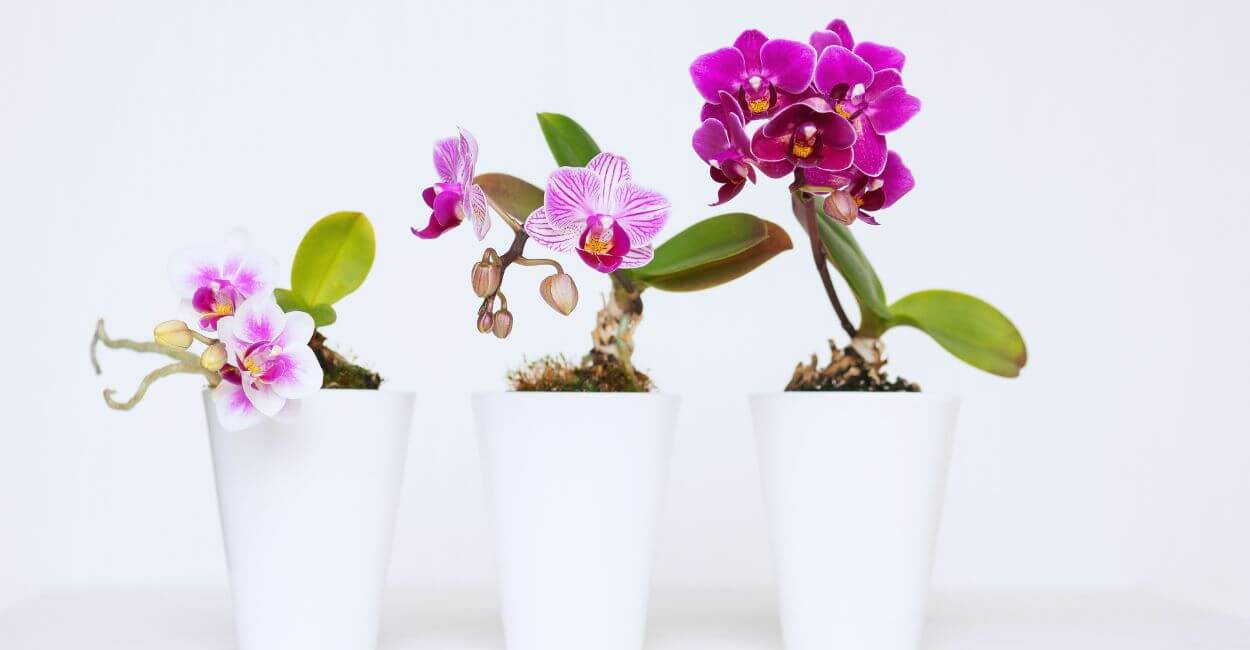 Três Mini Phalaenopsis lilás floriada.