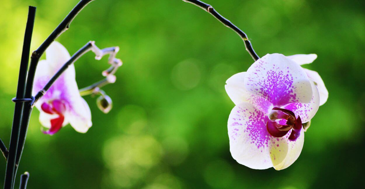 Orquídea em fase pós-floração com haste verde e folhas saudáveis. "Quando as Flores da Orquídea Caem"