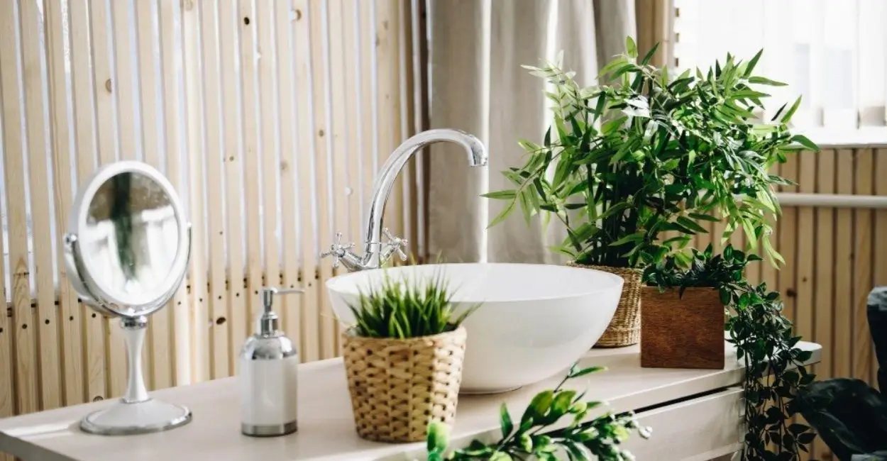 Melhores Plantas para Banheiro