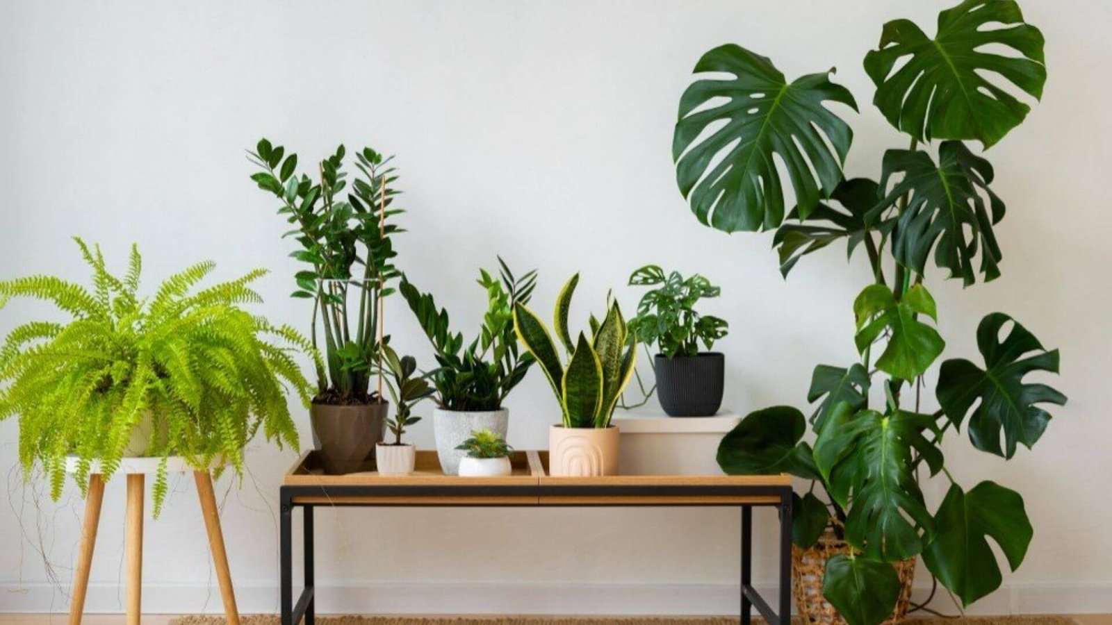 Plantas Para Ambientes Internos