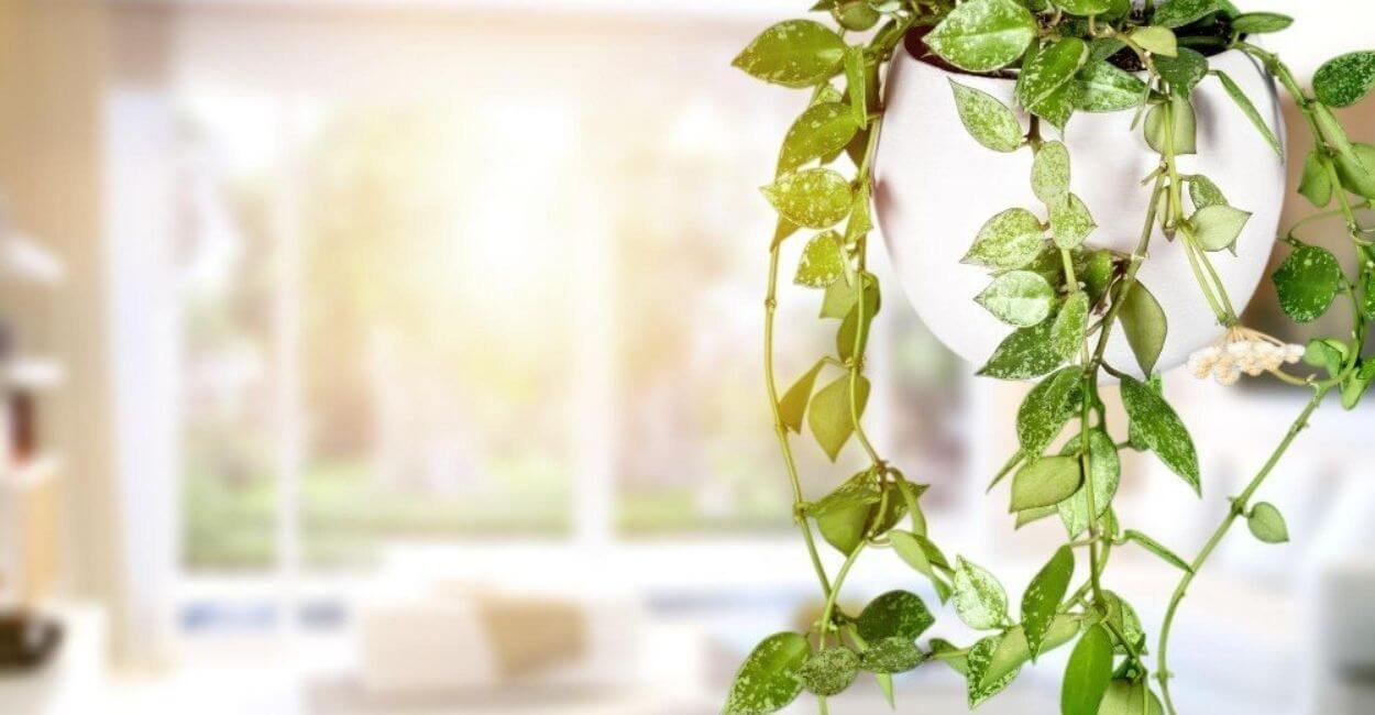 Plantas Pendente Para Sala de Estar