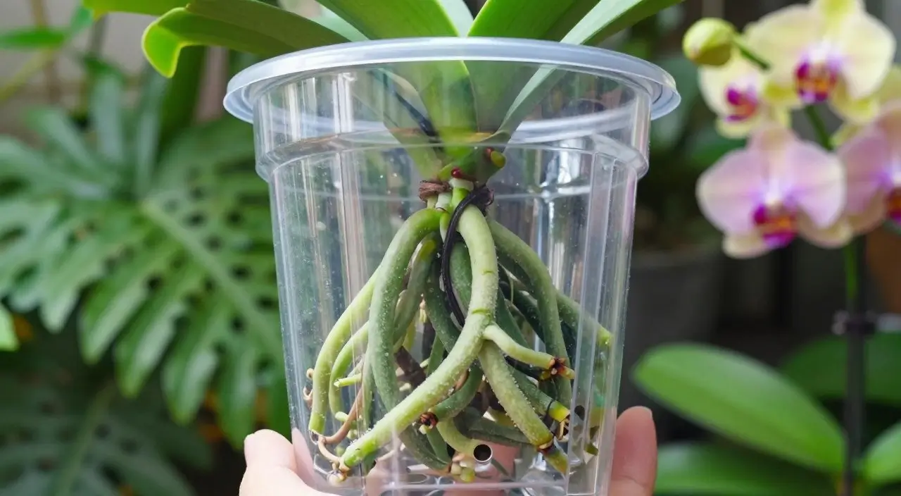 Benefícios do Vaso Transparente para Orquídeas