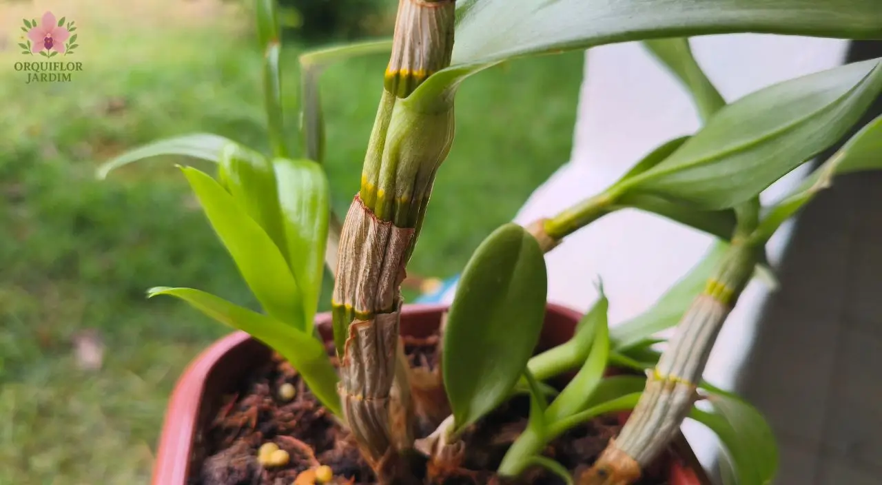 Pseudobulbos murchos e sem turgidez