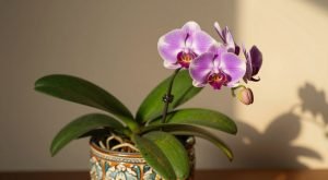 Orquídea em Cachepô Pode Sofrer no Verão