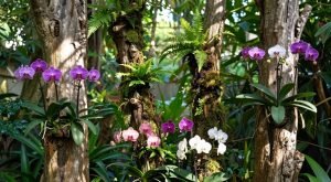 Como Cultivar Orquídeas Em Troncos Secos E Criar Um Jardim Vertical Natural