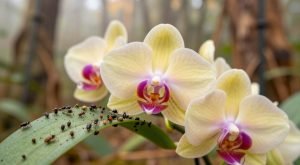 Insetos na Orquídea Diminuem com a Mudança do Clima?