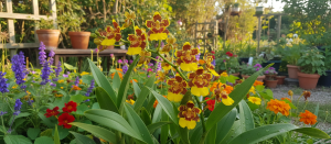 Orquídea Oncidium No Jardim Externo