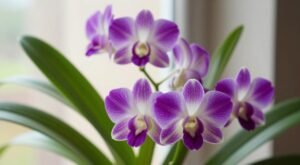 Como Cuidar da Orquídea Dendrobium nobile no Inverno
