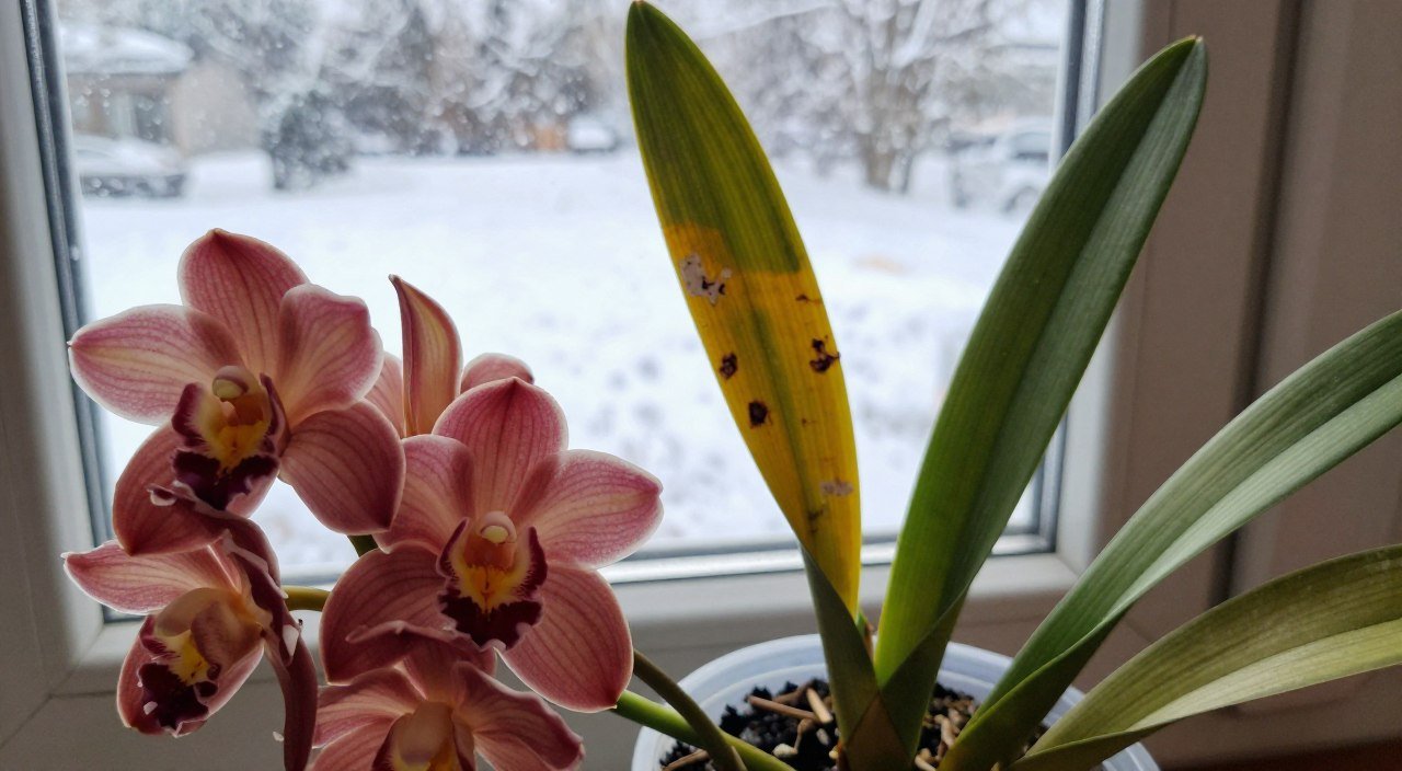 Orquídea Cymbidium com folhas amareladas e flores murchas, mostrando problemas comuns durante o cultivo.